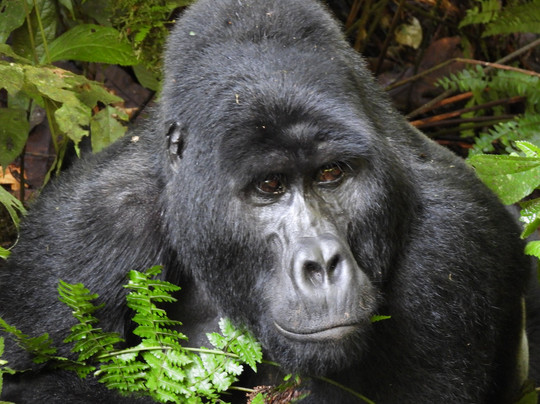 Mamaland Safaris-坎帕拉必去景点