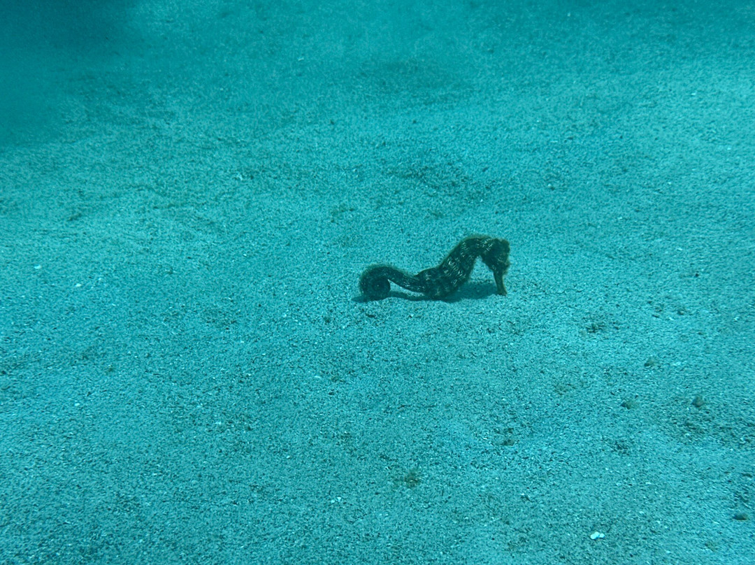 Central Dive Curacao-威廉斯塔德必去景点