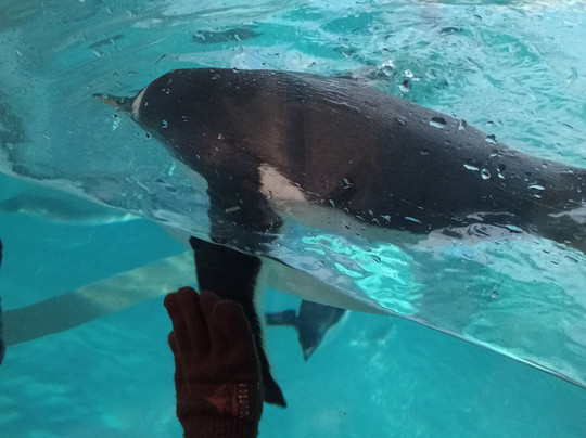 SeaWorld Yas Island Abu Dhabi-阿布扎比必去景点