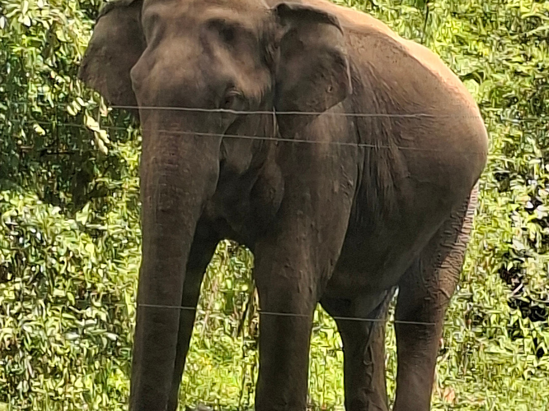 Chauffeur Guide Francophone au Sri Lanka 🇱🇰 (Yohan) Sense Of Lanka Travel-康提必去景点