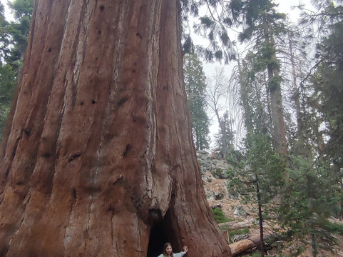 Sequoia National Park-维塞利亚必去景点