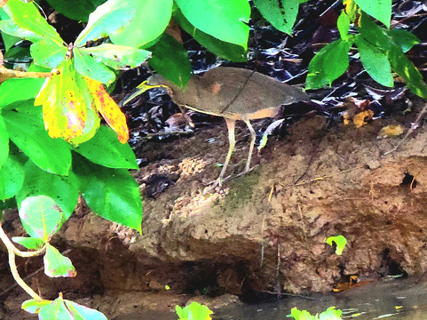 Tortuguero Canal-利蒙港必去景点