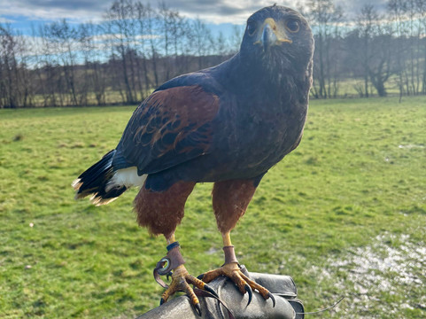 UK Owl And Raptor Centre-Groombridge必去景点