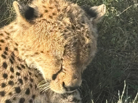 Tanzania-Experience-阿鲁沙必去景点