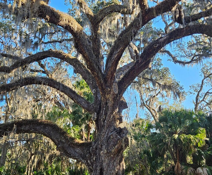 Bulow Creek State Park-奥蒙德海滩必去景点
