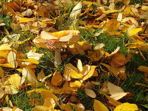 High Beeches Garden-Handcross必去景点