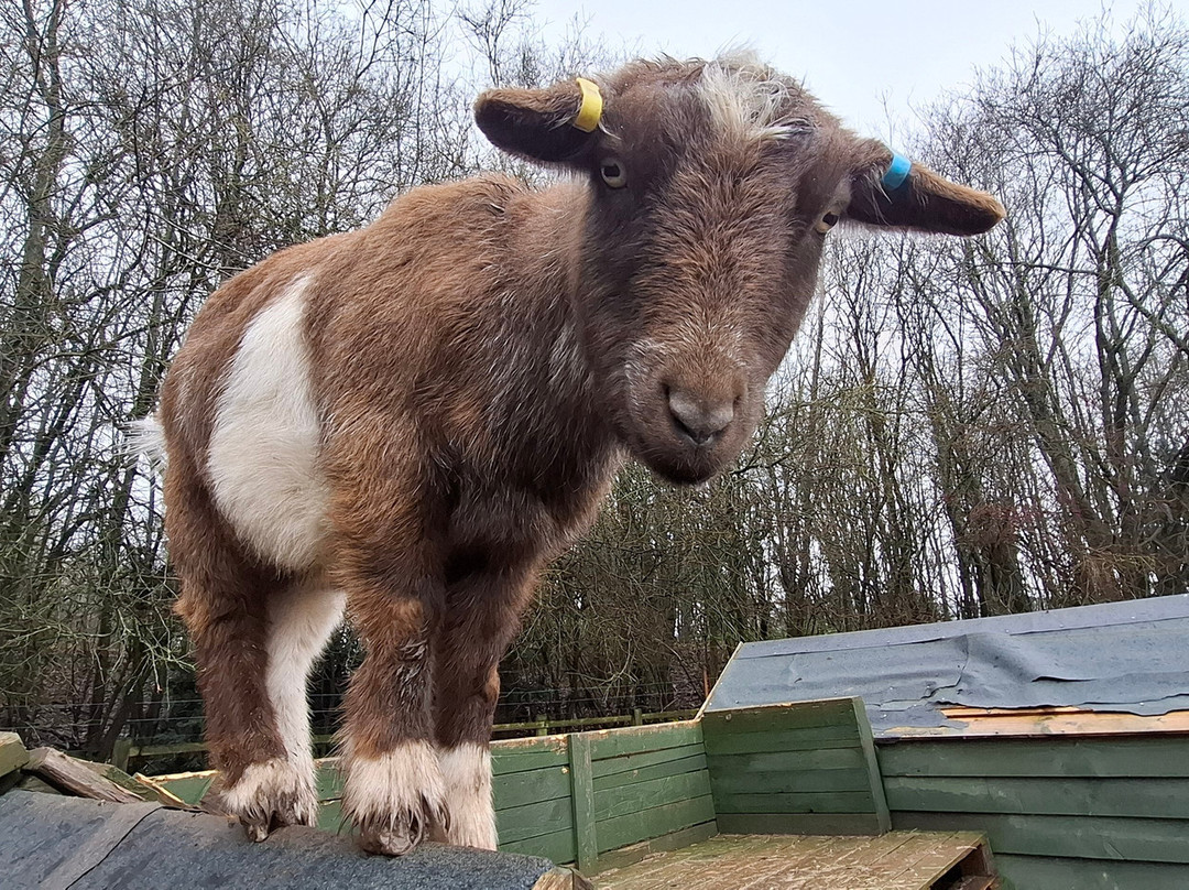 Kew Little Pigs Farm Ltd-Amersham必去景点