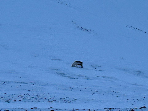 Svalbard Wildlife Expeditions-朗伊尔城必去景点