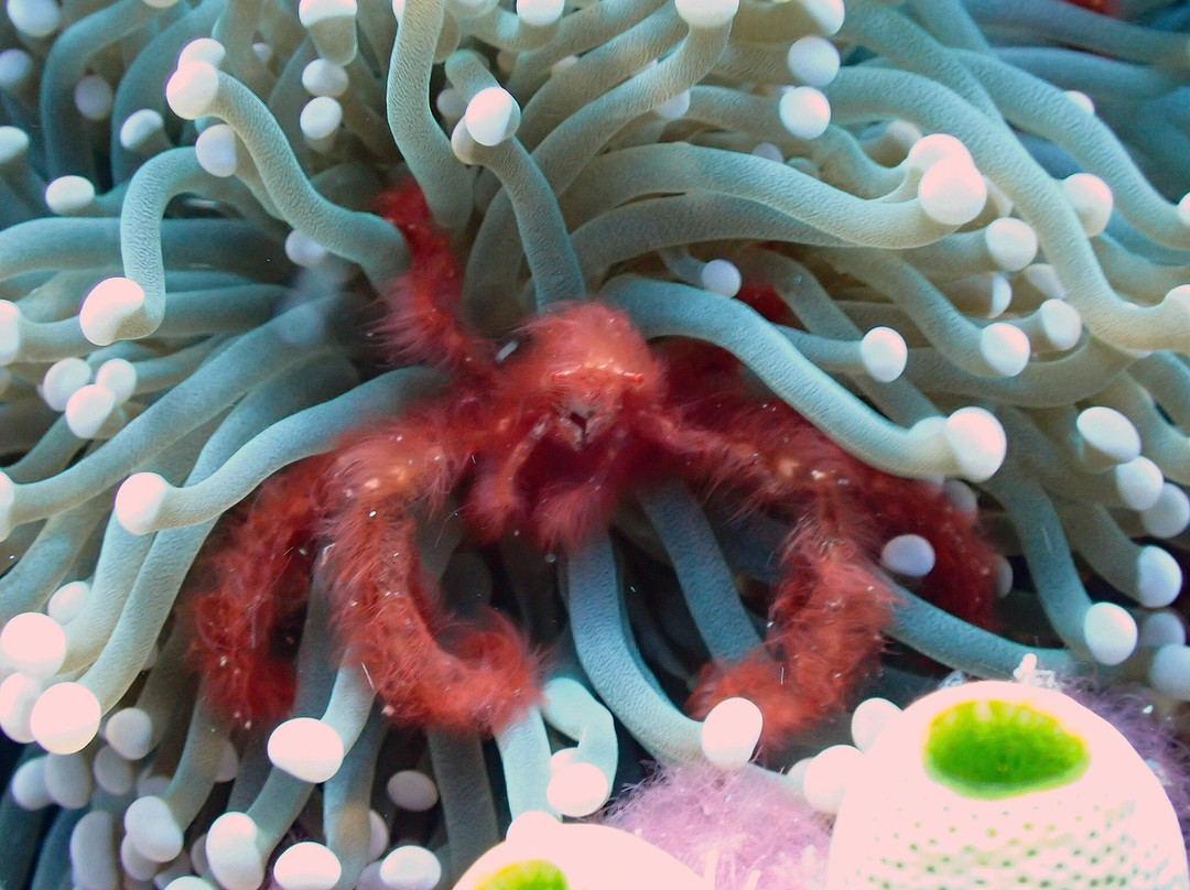 Scuba Junkie Komodo-Labuan Bajo必去景点