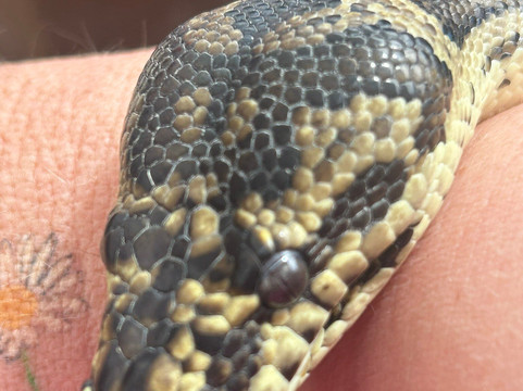 Banana Joe Tours-迈阿密必去景点