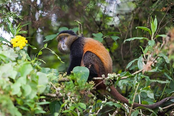 Nyungwe National Park - Rwanda-Western Province必去景点
