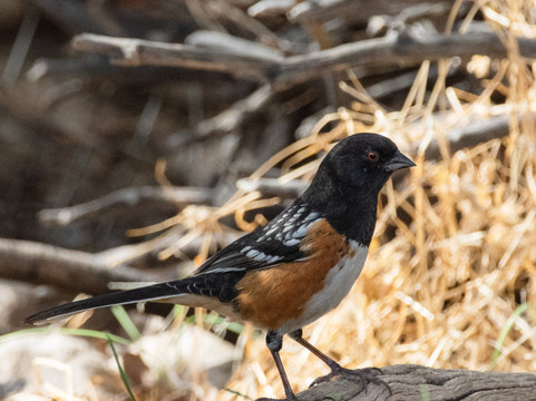 Ash Canyon Bird Sanctuary-Hereford必去景点