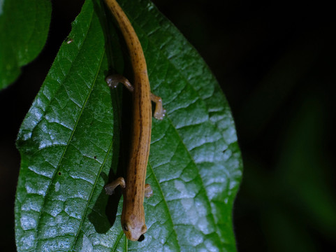 Night Tour At Essence Arenal