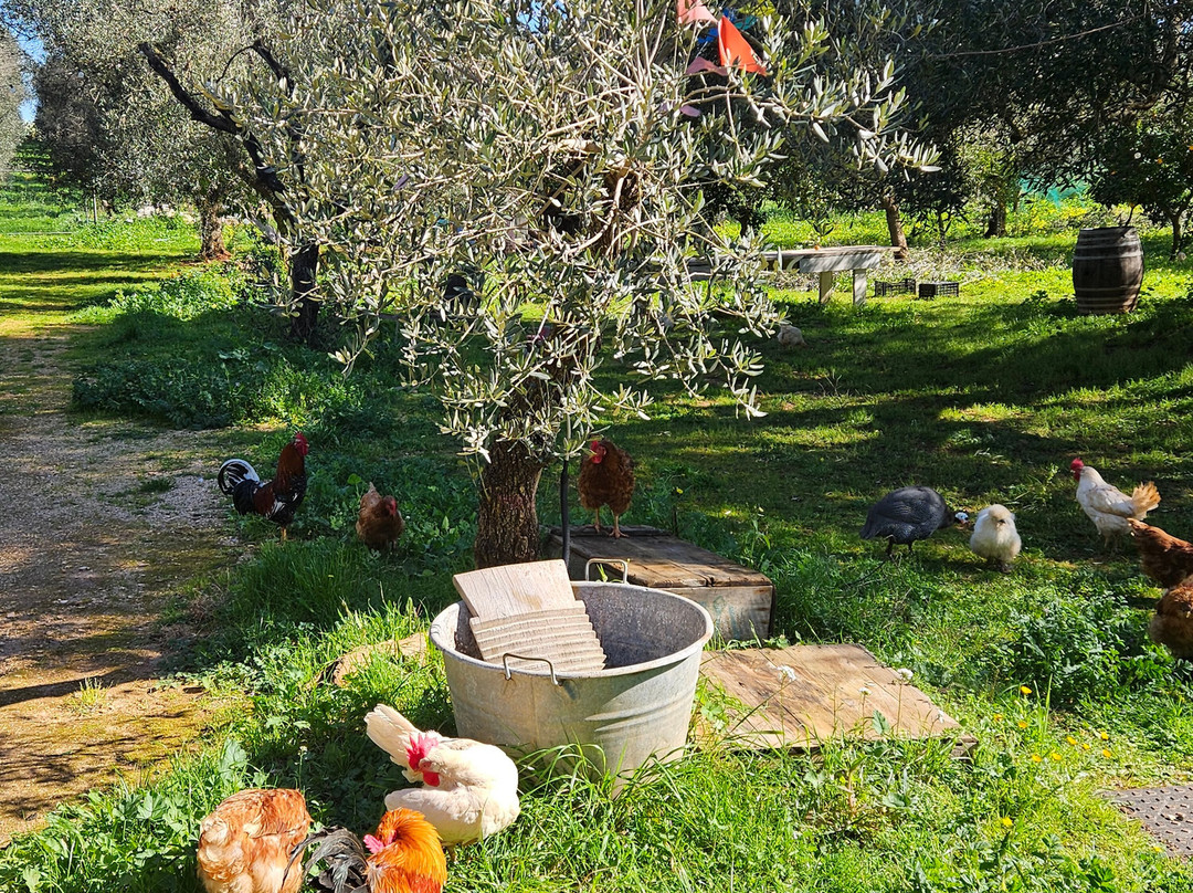 Azienda Agricola Pietrasanta-Carovigno必去景点