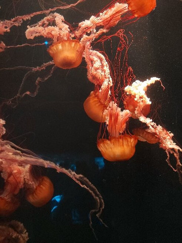 失落的空间水族馆-三亚市必去景点