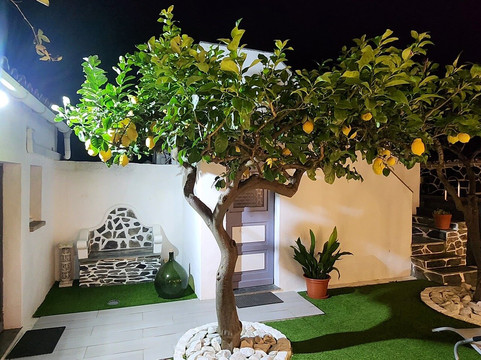 安东尼亚女士的家主图