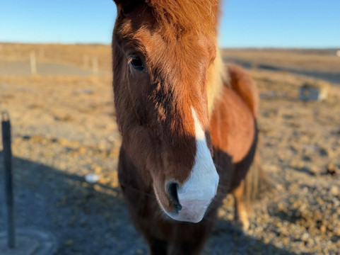 Activity Iceland-雷克雅未克必去景点