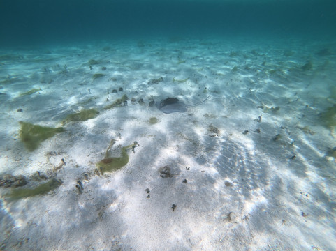 Tarzan Excursion Guadeloupe-Sainte-Anne必去景点