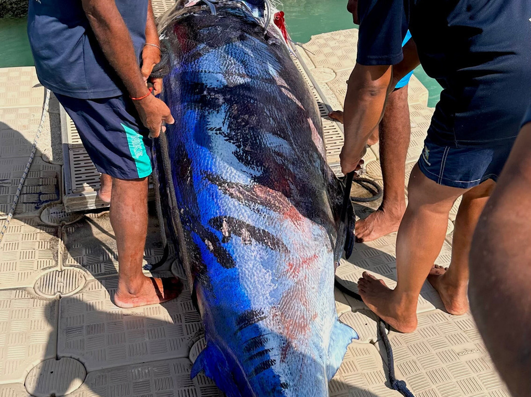 Horizon Fishing-大湾必去景点