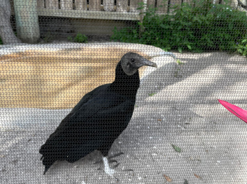 Save Our Seabirds-萨拉索塔必去景点