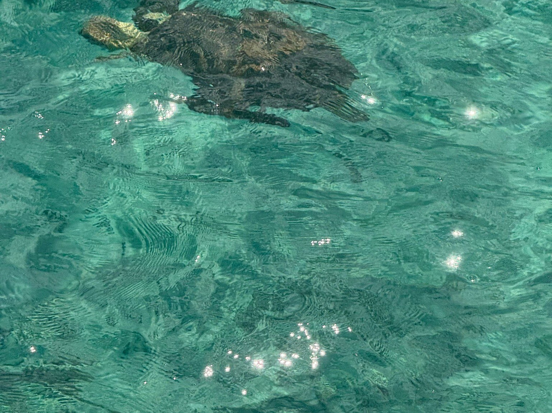 Capt. Marvin’s Watersports Ltd-乔治城必去景点