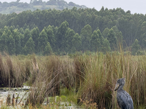 Albrieux Africa Tours Uganda Ltd-坎帕拉必去景点