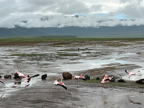 歌珊地非洲游猎之旅-阿鲁沙必去景点