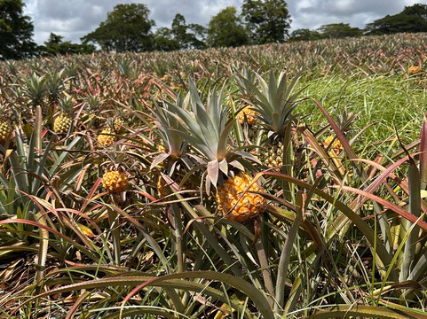 Quad Activities Constance Flacq-Centre de Flacq必去景点