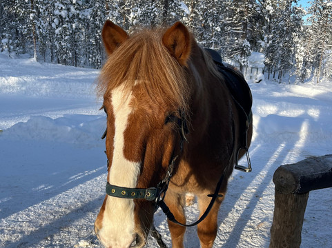 Polaris Point Horses-撒利塞卡必去景点