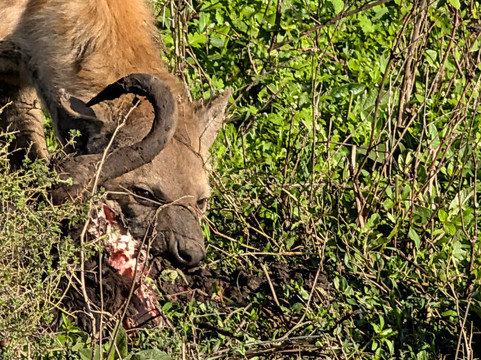 Safaris-R-Us-阿鲁沙必去景点