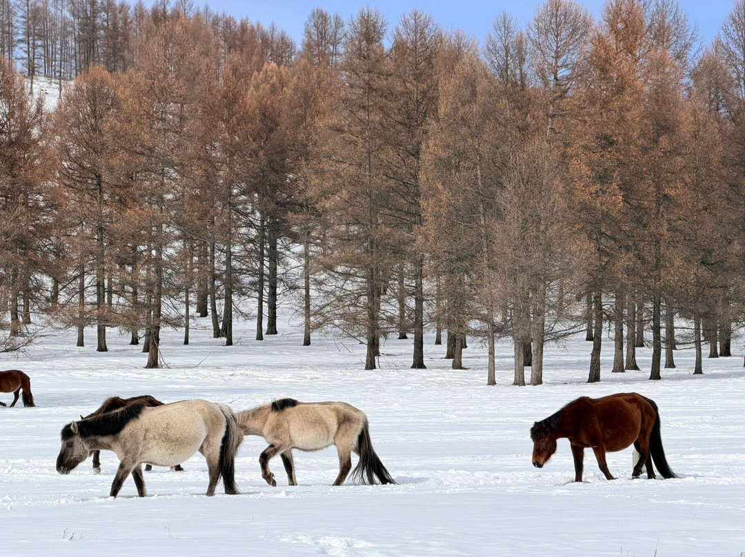 View Mongolia Travel-乌兰巴托必去景点