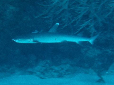 Joy Dive Maldives-萨芙莉岛必去景点