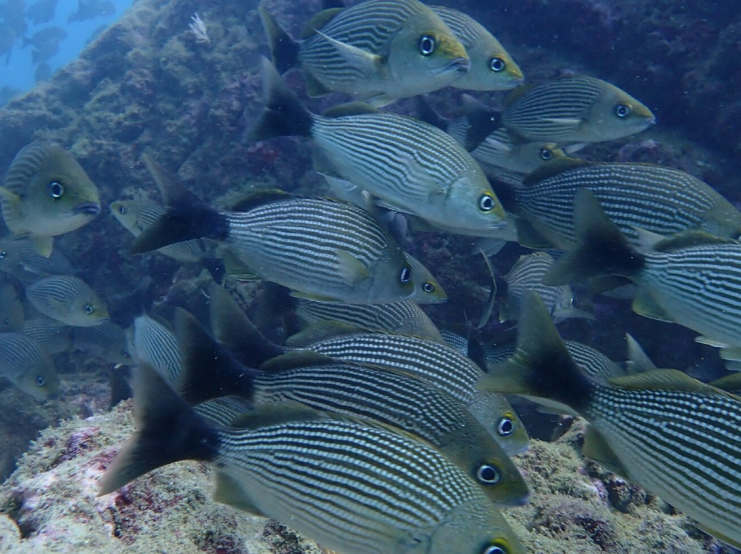 Caño Divers-德雷克湾必去景点