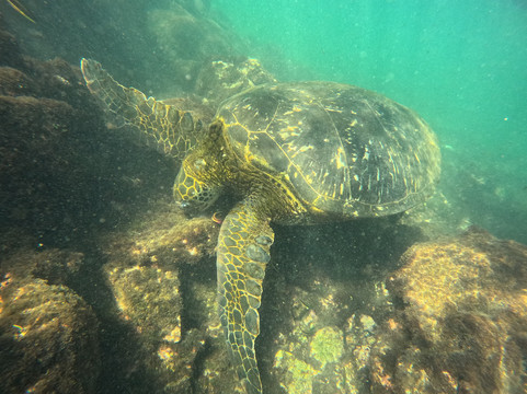 Galapagos Alternative-阿约拉港必去景点