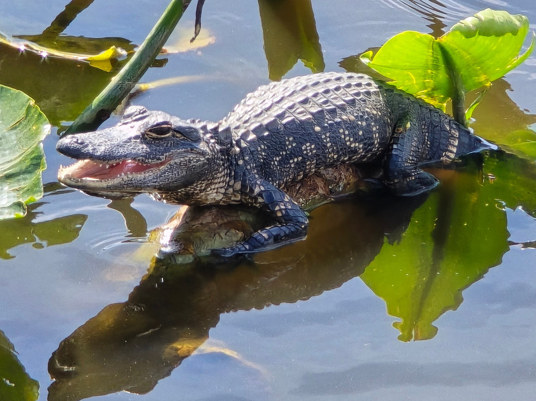 Black Hammock Adventures-Oviedo必去景点