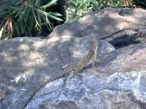 澳大利亚国家植物园-堪培拉必去景点