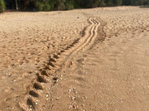 Turtle Conservation Project Turtle Watch-Rekawa必去景点