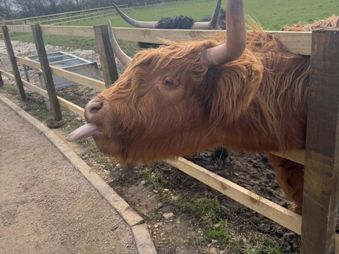 Highland Cow Cottage-Royston必去景点