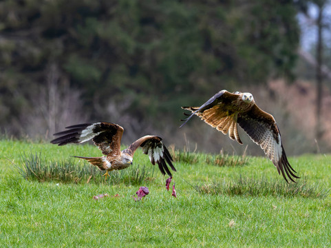 Argaty Red Kites-Doune必去景点