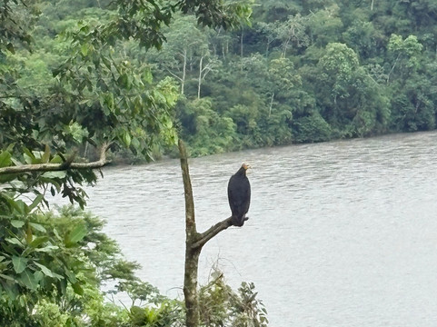 Inkamazonia Jungle Specialist-Manu必去景点