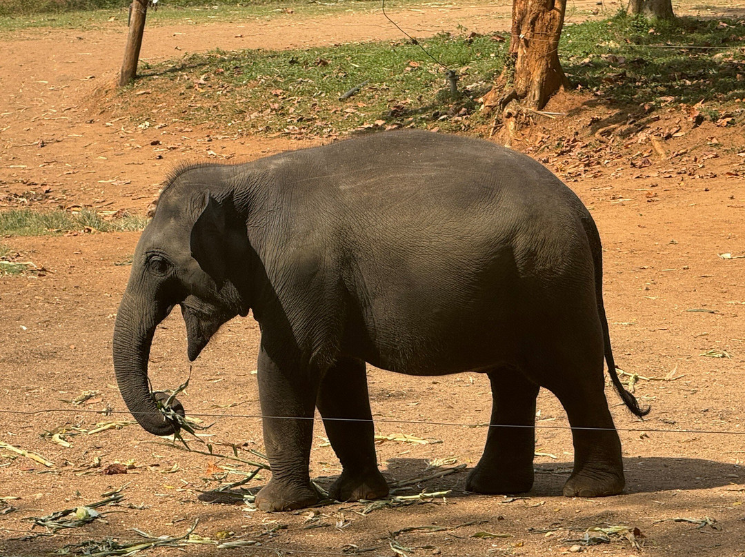 Wild Lake Side Holiday Resort主图