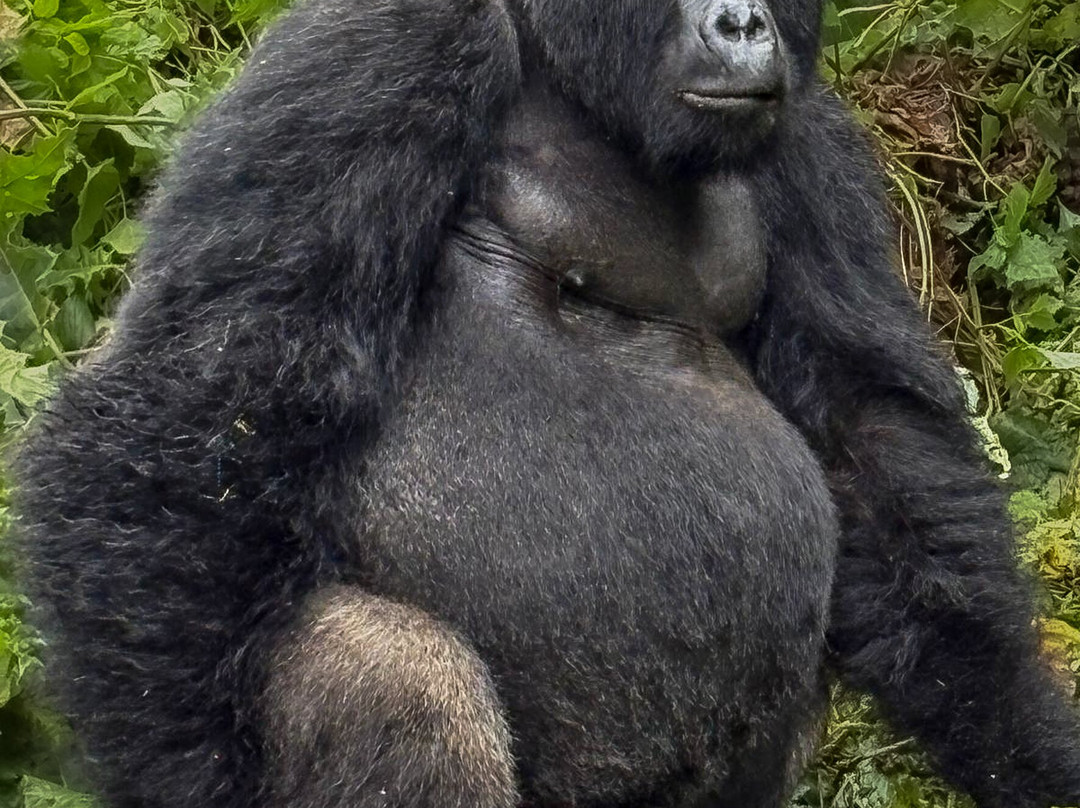 Devine African Safaris-吉佳利必去景点