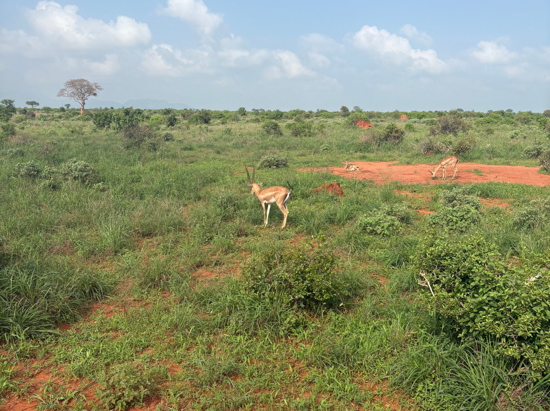 Elky Tours & Travel Kenya-迪亚尼必去景点