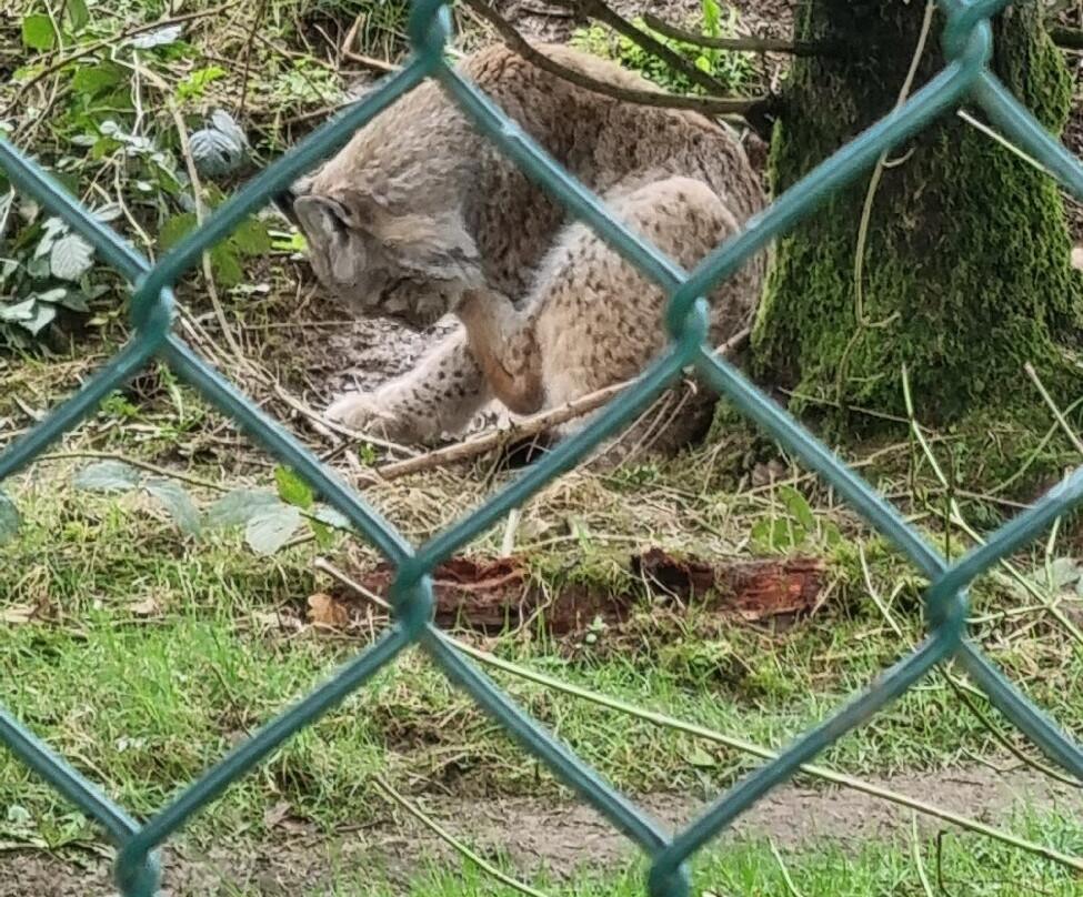 The Lake District Wildlife Park-Bassenthwaite必去景点