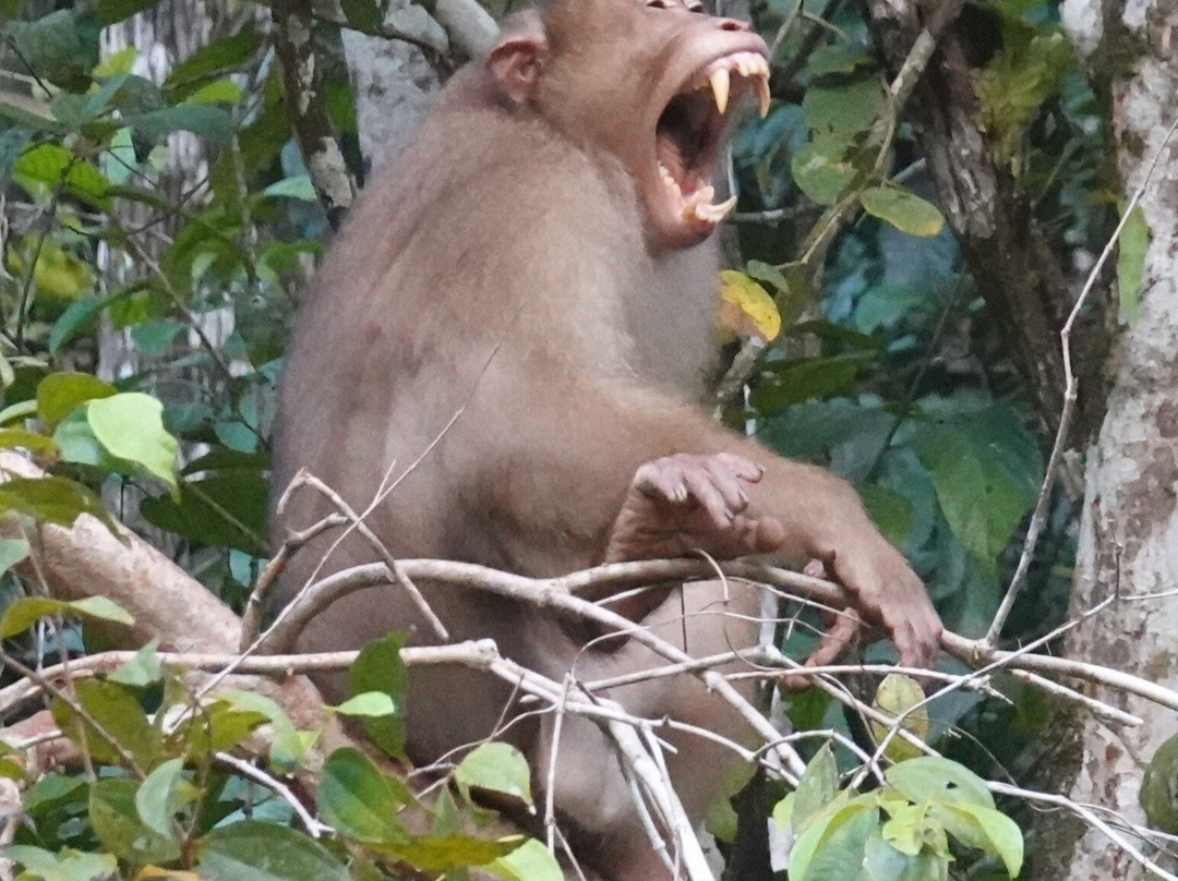Borneo Eco Tours-亚庇必去景点