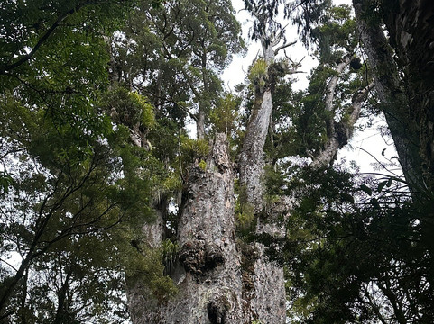 Footprints Waipoua-Waipoua Forest必去景点