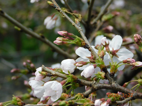 Shakuji River Green Road-板桥区必去景点