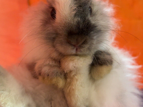 法尔松度假村酒店主图