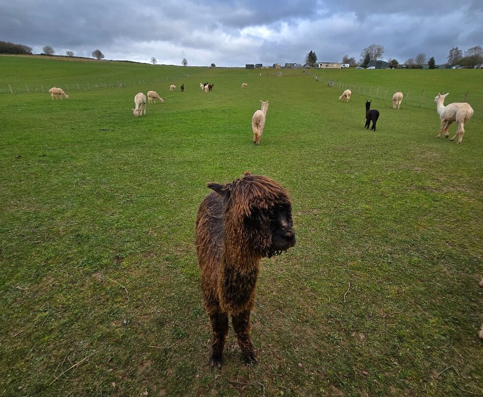 Severn Valley Alpacas-Bridgnorth必去景点