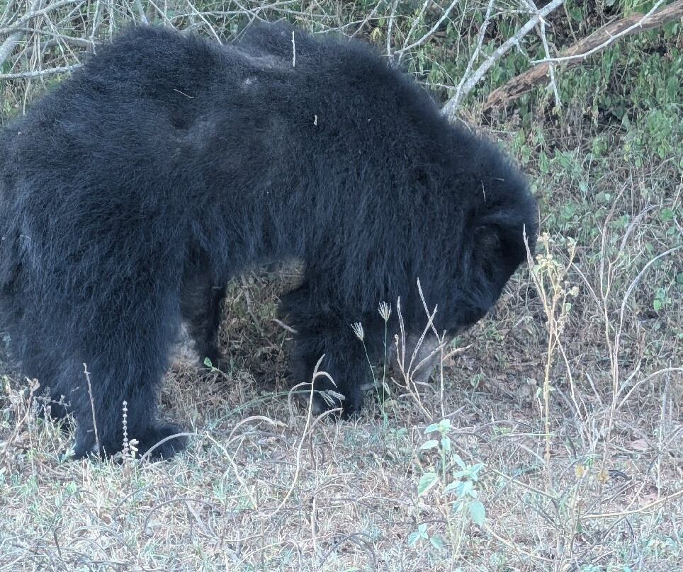 猎豹营舍-亚拉游猎营舍主图